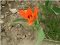 tulipan